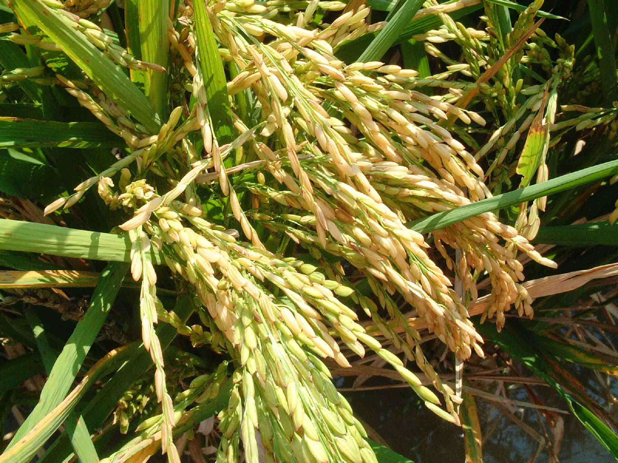 Betiltották a génmódosított rizs termesztését a Fülöp-szigeteken. És ez baj
