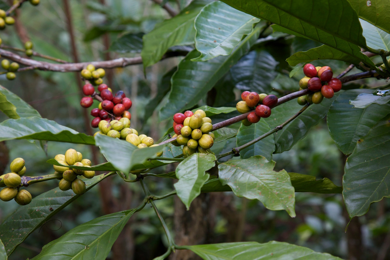 Egymillió éve véletlenül jött létre az arabica kávé