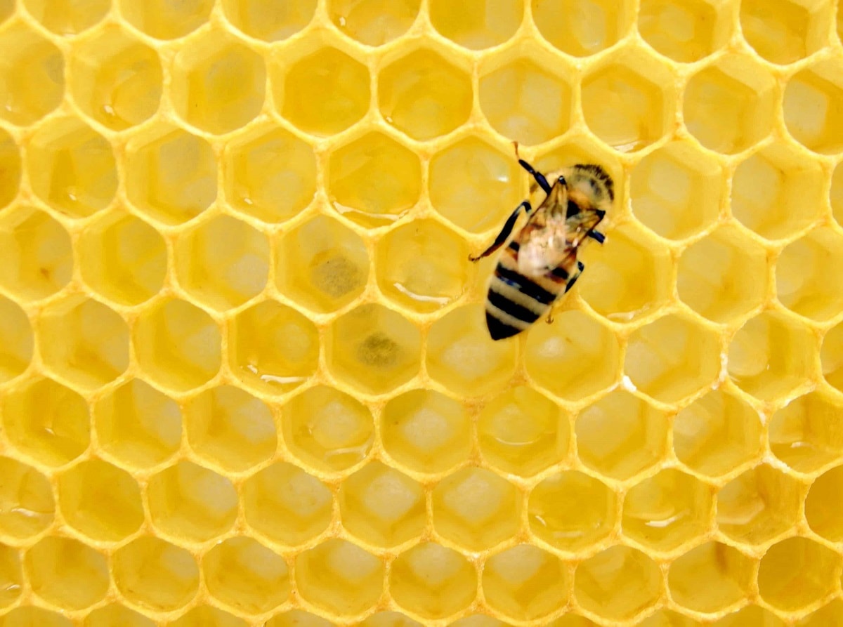 Ha 2024-ben is szeretne mézet fogyasztani, felejtse el a petárdázást!