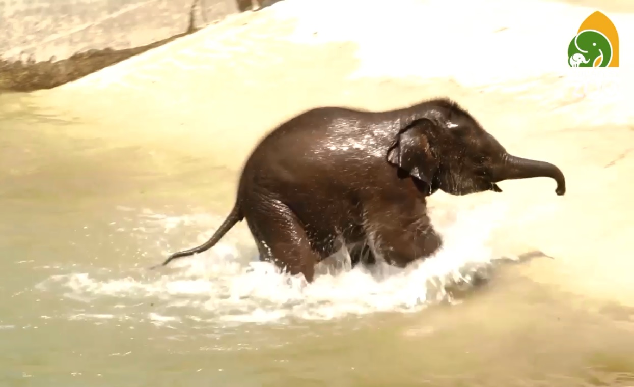 Videón, mennyire szeret pancsolni a budapesti állatkert kiselefántja, Samu