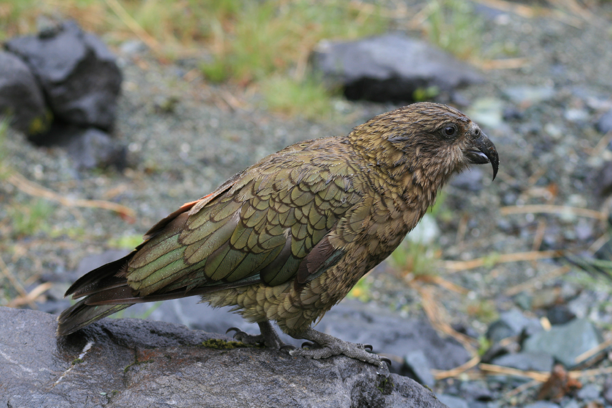 Az MTI-nél egy új-zélandi papagáj is megelőzte Dobrev Klárát