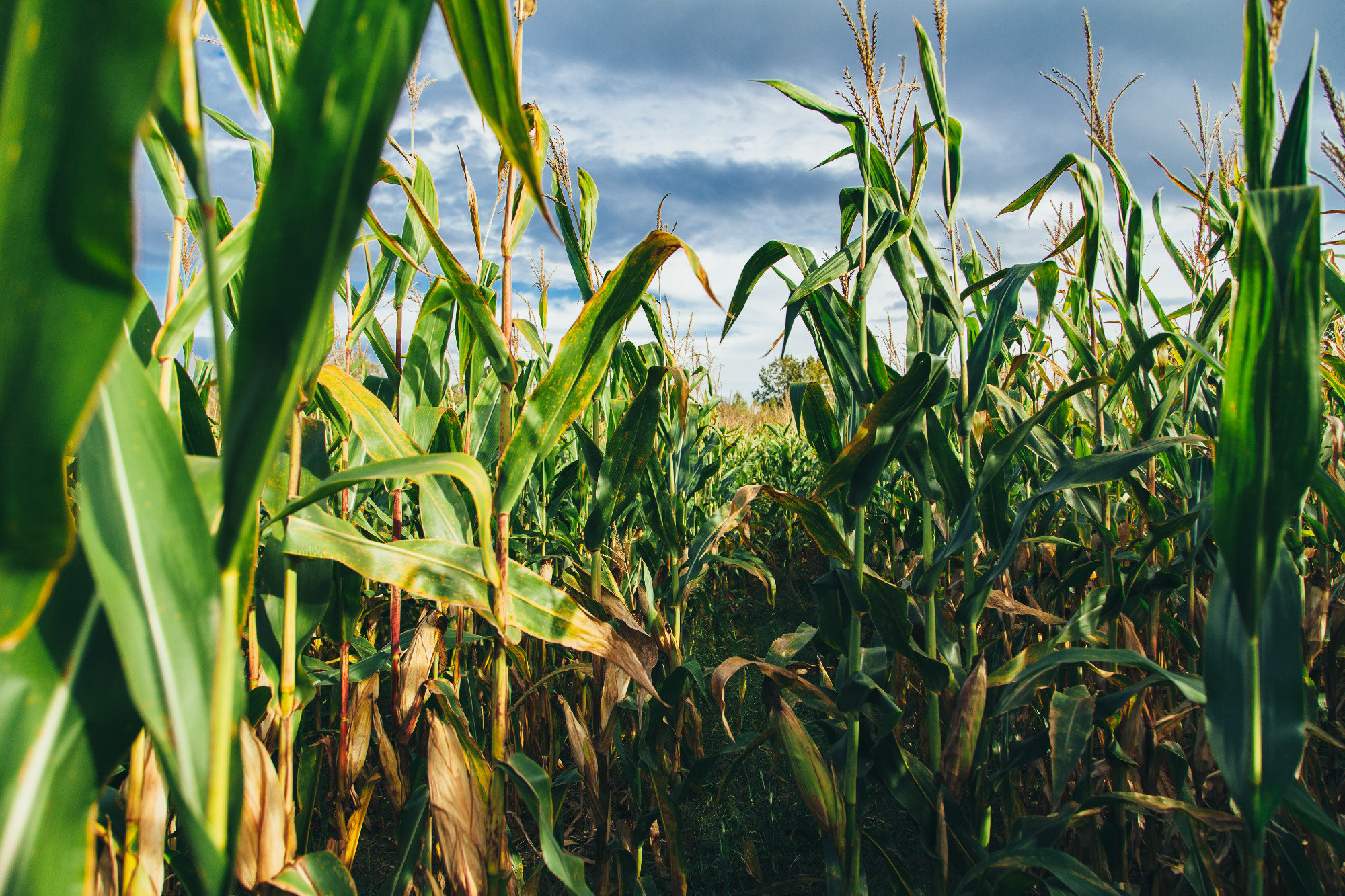 Ukrajnából származó, GMO-val szennyezett kukorica vetőmagot foglalt le a Nébih