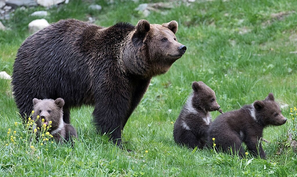 Francia medve támadott egy vadászra, de ő húzta a rövidebbet