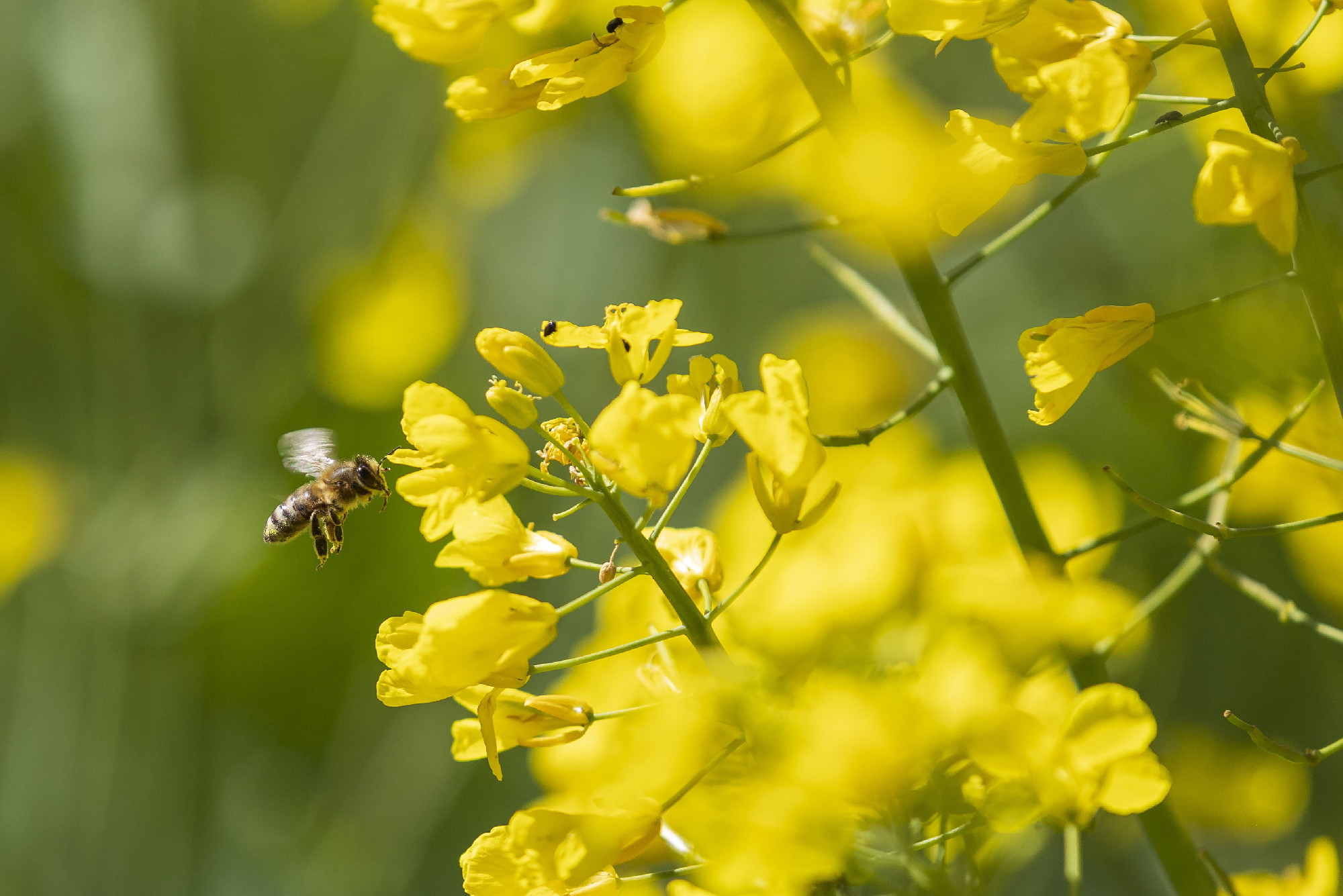 Április harmincadika a méhek napja, íme egy érdekes adatsor a hazai állományukról