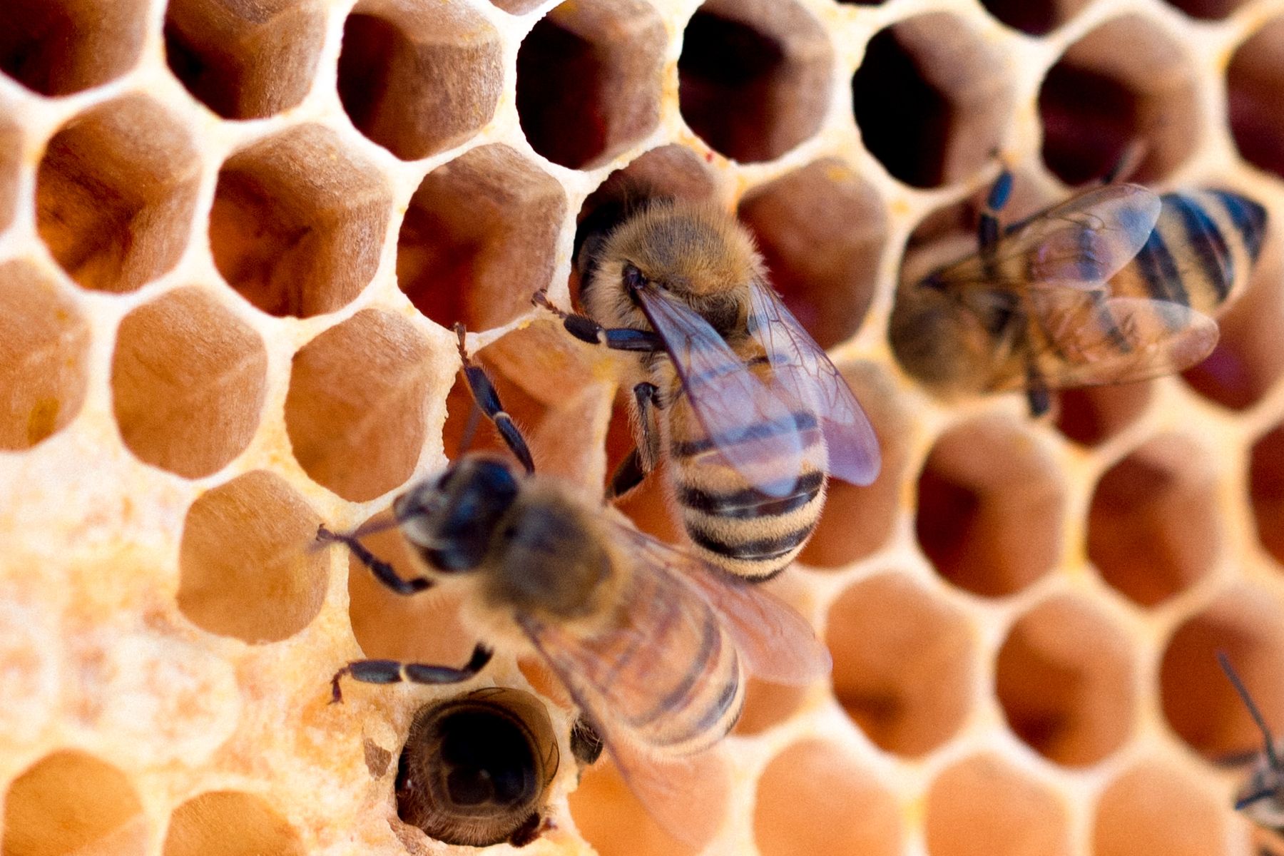 Megtépázta a tél a magyar méhállományt