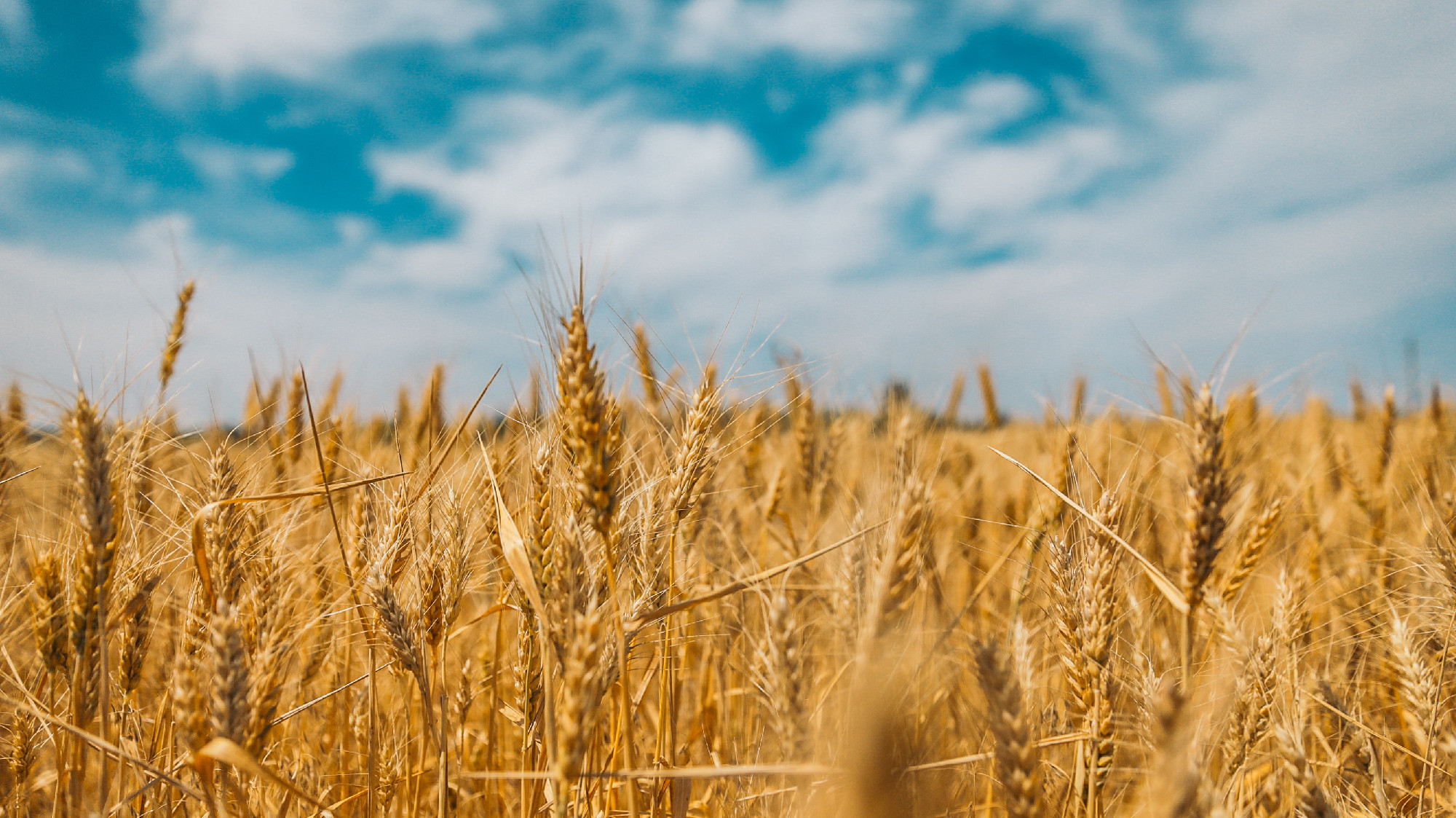 Titkos helyen tárgyal Oroszország és Ukrajna a gabonaexportról