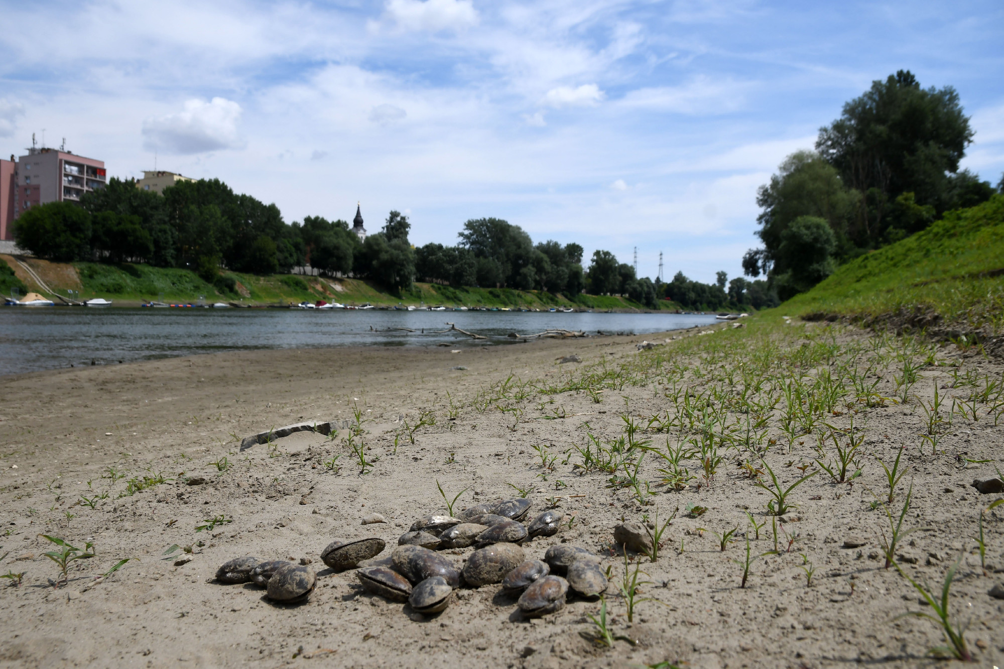 A Tisza vízszintje kritikusan alacsony