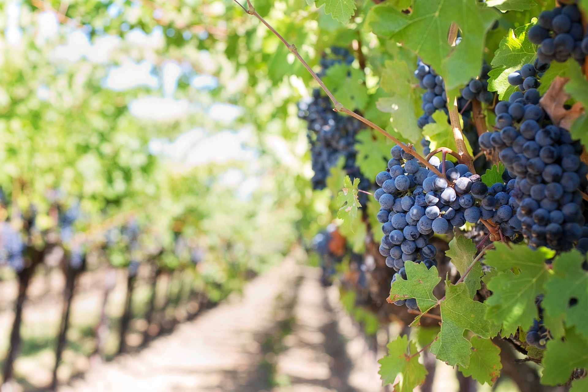 A szőlő és bor tanítása a vigasztalásról