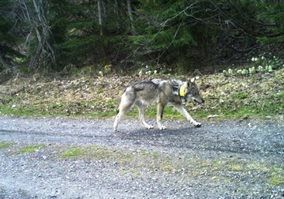 Petícióban követelik, hogy letöltendő börtönbüntetést kapjon a svájci farkast kilövő vadász