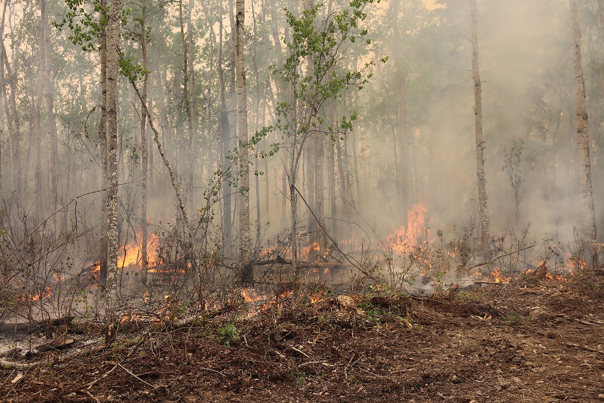 Kanadában újabb helyen pusztít az erdőtűz