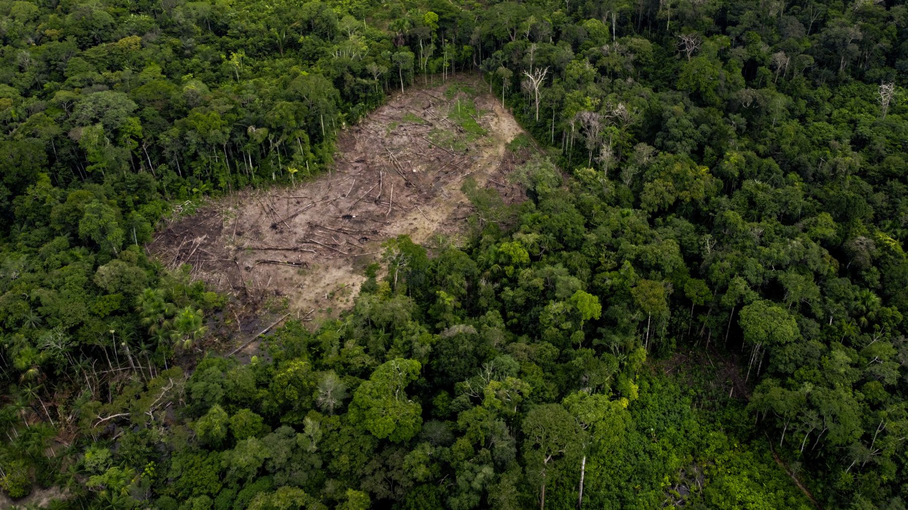 Sikerül-e 2030-ra leállítani az erdőirtást az Amazonas vidékén?