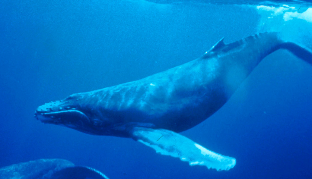 Hétezer púpos bálnát ölt meg a hőhullám