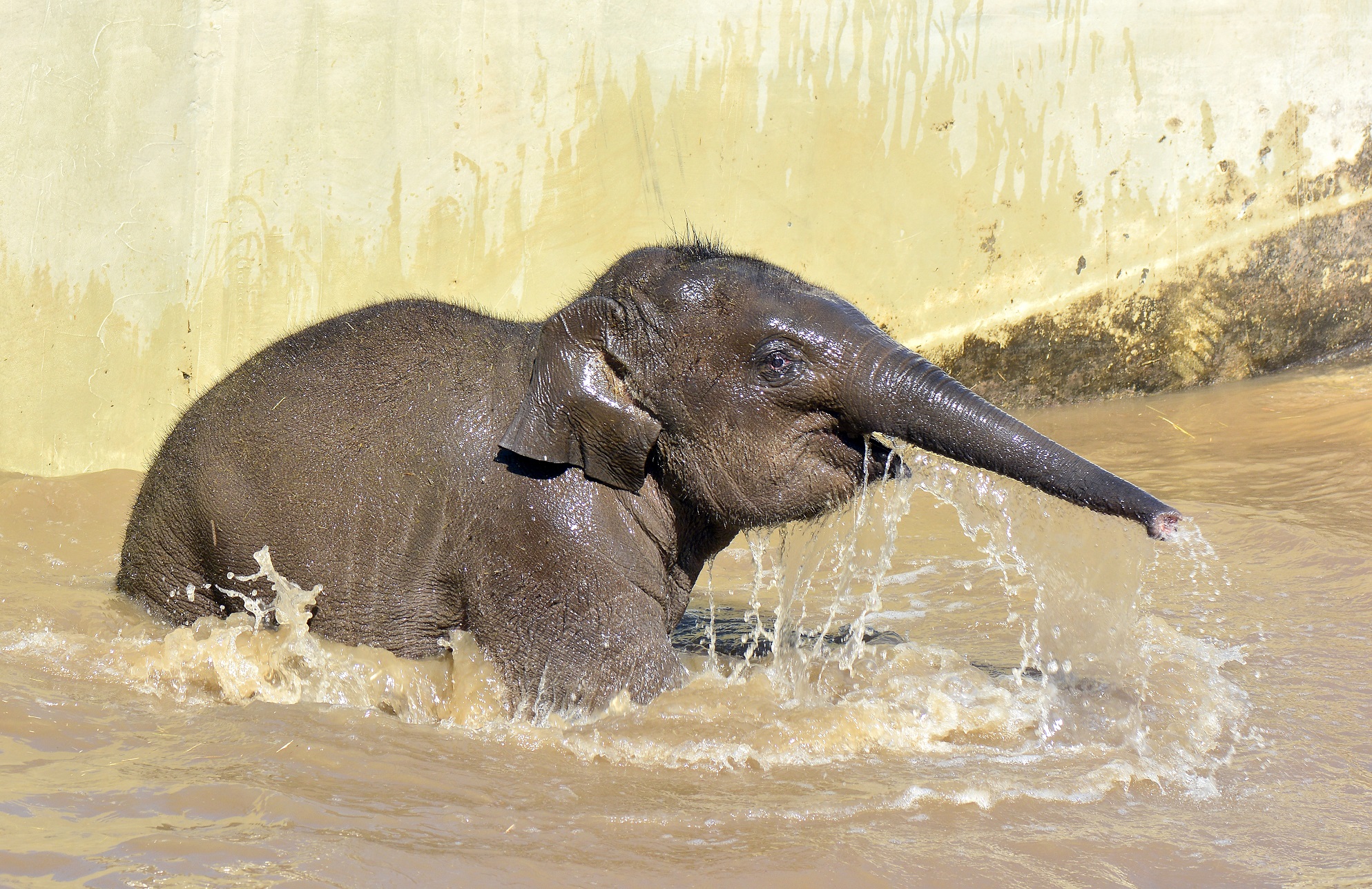 Ötven százalék esélye van a túlélésre Samunak, az állatkerti elefántborjúnak