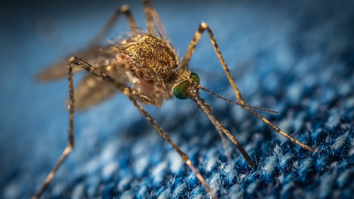 Nem elég a koronavírus, a szúnyogok is jönnek