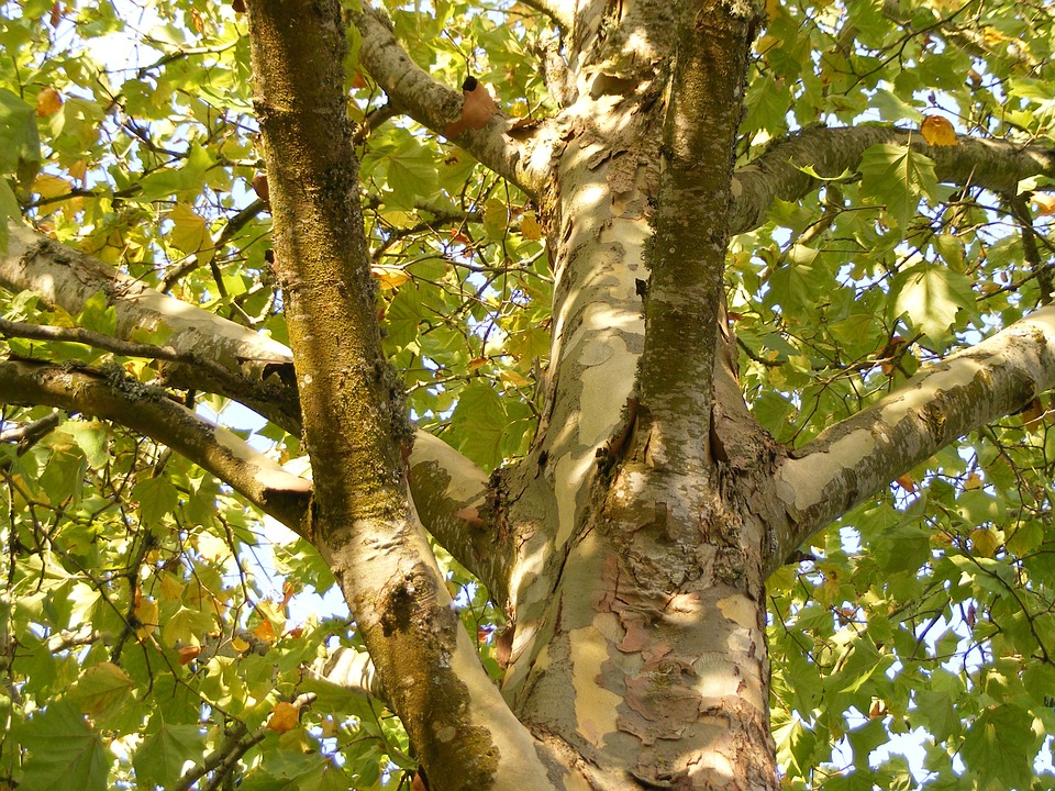 Favágó indított akciót egy platánfa megmentéséért Pécelen