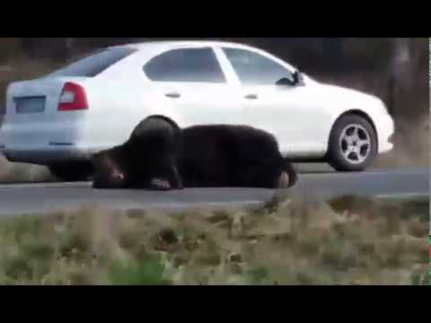 Haldokló medve az úton, a hatóságok lefagytak