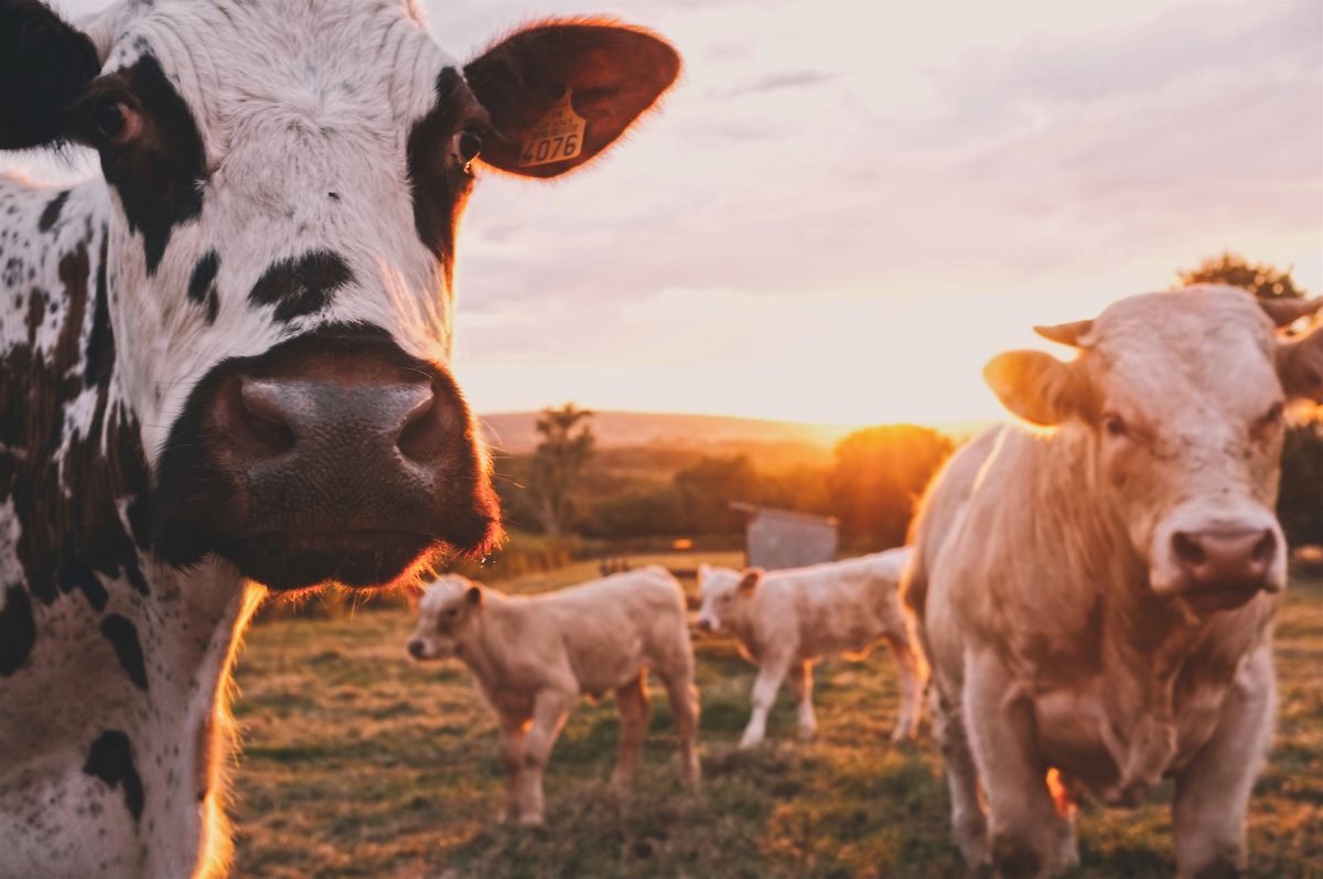 Halálra éheztette a szarvasmarháit egy drávakeresztúri német férfi