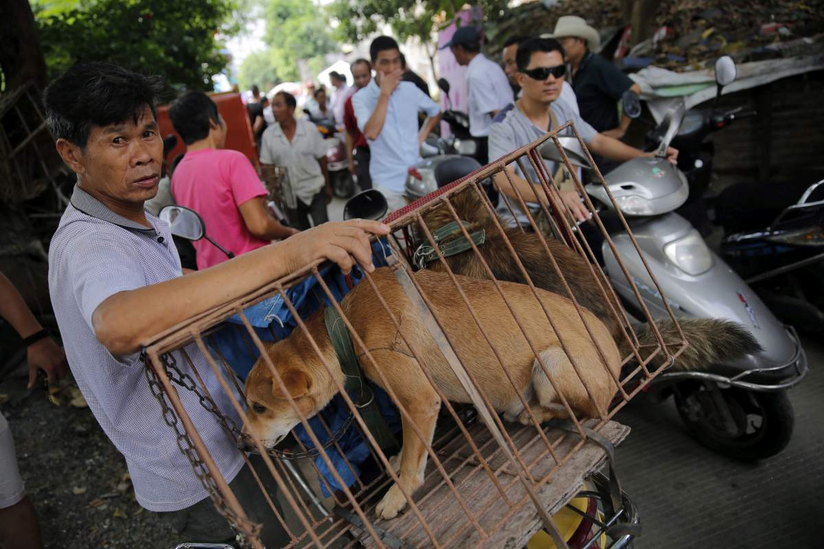 Véget vethetnek a kutya- és macskaevésnek Kínában