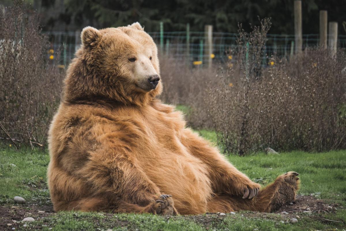 Felmérik a barnamedve-állományt Romániában