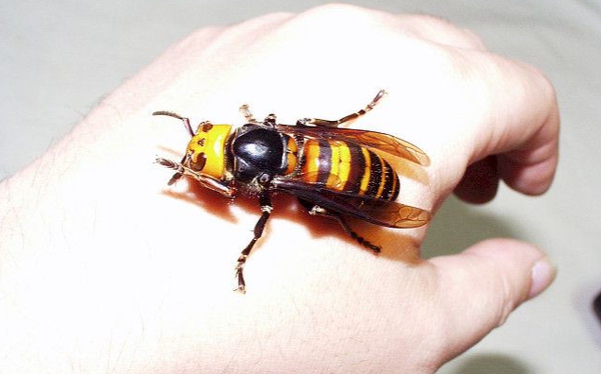 Letépi a méhek fejét, még az emberre is halálos lehet