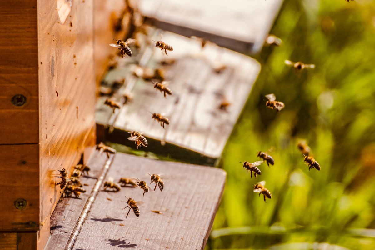 Betiltják a méhgyilkos növényvédőszerekkel kezelt vetőmagokat