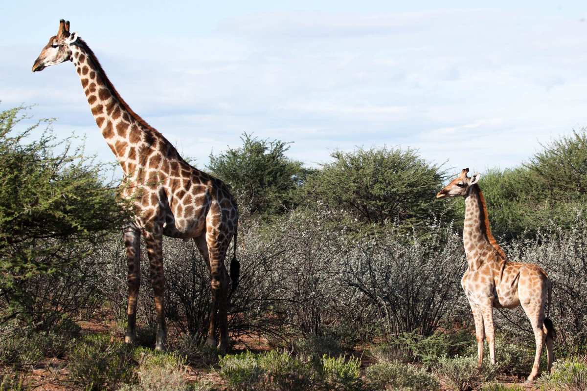 Felfedezték az első törpenövésű zsiráfokat