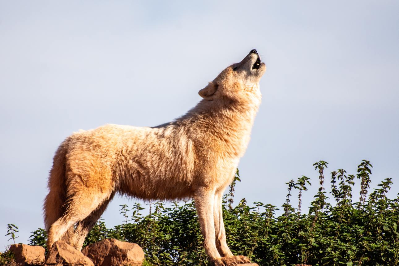 Természetkárosítás miatt nyomoz a rendőrség a kilőtt svájci farkas miatt