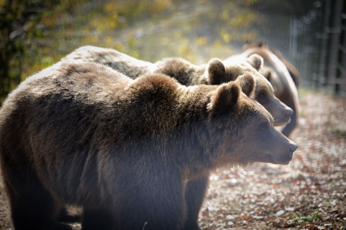 Két medvetámadás is történt a héten Székelyföldön
